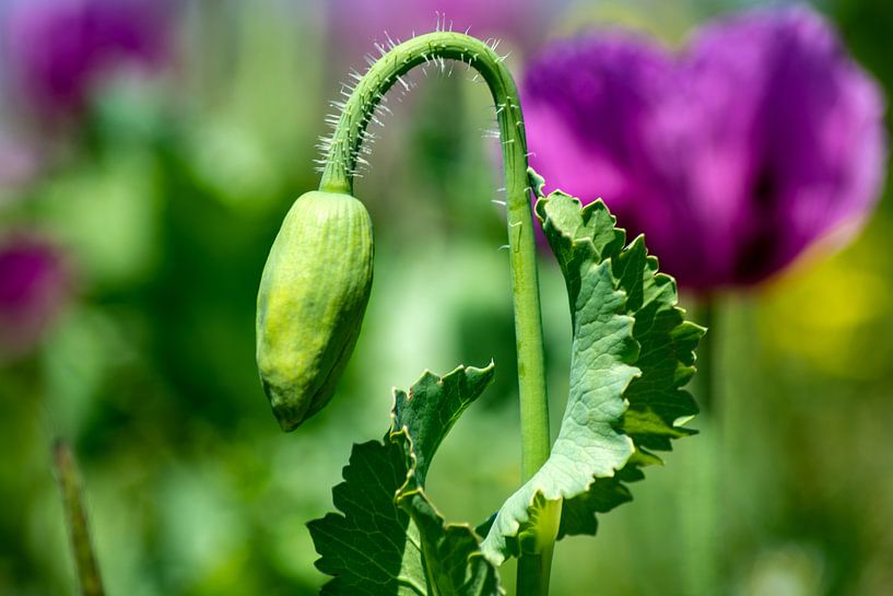 The poppy bud von Michael Nägele