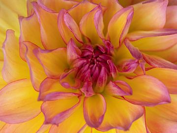Kleurrijk bloem van Jerry Bouwmeester