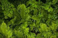 Lush green with fern bush in the moor forest by Jiri Viehmann thumbnail