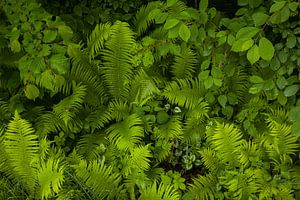 sattes Grün mit Farnbusch im Moorwald
