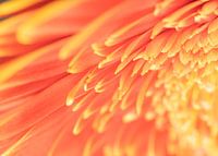 Gerbera bloem macro