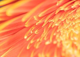 Gerbera bloem macro van Van Keppel Studios