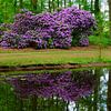 Rhododendron mit einer Spiegelung von Gerard de Zwaan