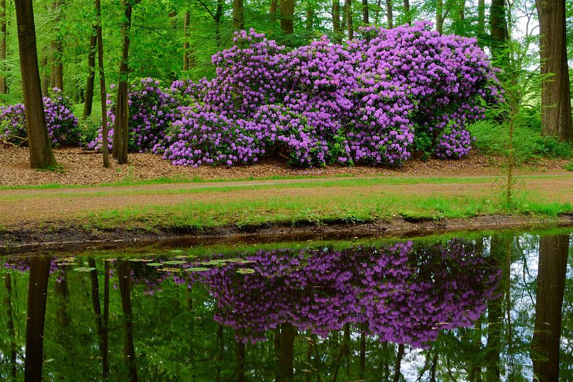 Rhododendron with a reflection by Gerard de Zwaan