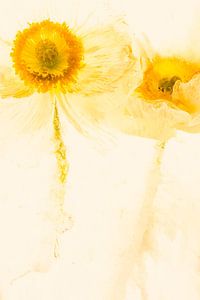 Weißer Mohn in Eis 3, gelb koloriert