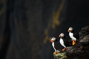 Puffins van Edwin van Wijk