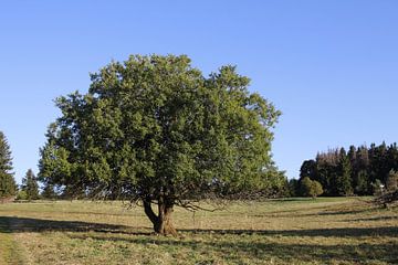 Beautiful tree on the meadows at Kreuzberg