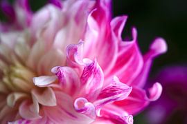 Prächtige Dahlie von Thomas Jäger