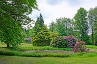 Rhododendronbloesem in het stadspark van Gisela Scheffbuch thumbnail