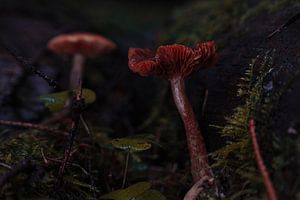 Des champignons dans la forêt obscure