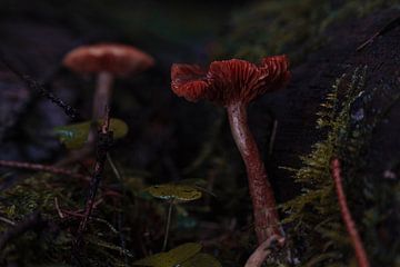 Des champignons dans la forêt obscure sur Holger Spieker