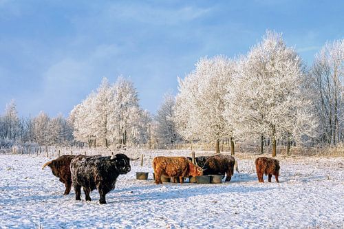 Des bovins des Highlands dans la neige
