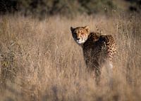 cheetah