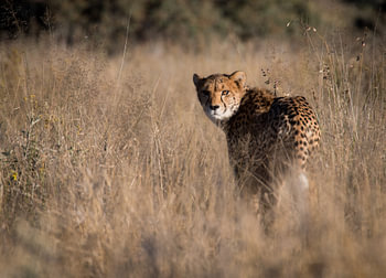 cheetah