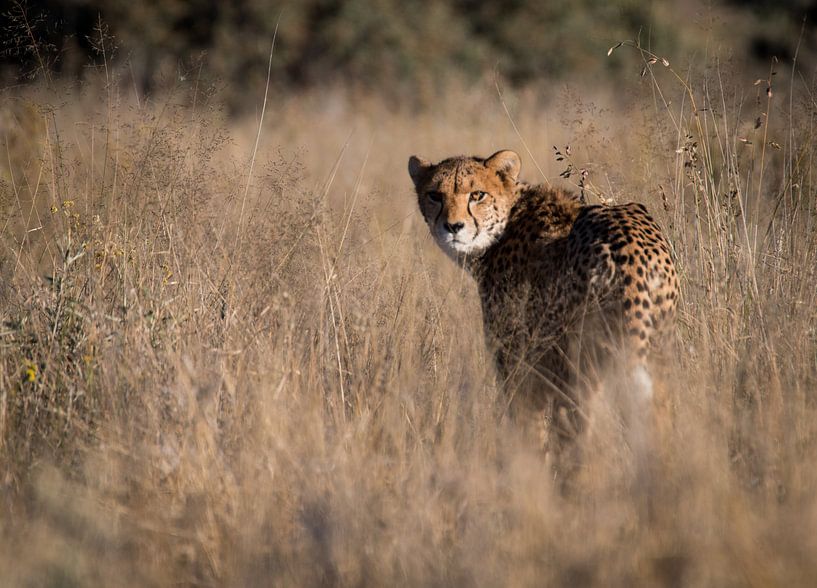 cheetah by Steven Symoens