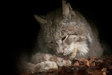 Euraziatische lynx likt aan poot. van Michar Peppenster