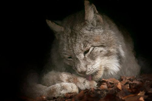 Euraziatische lynx likt aan poot.