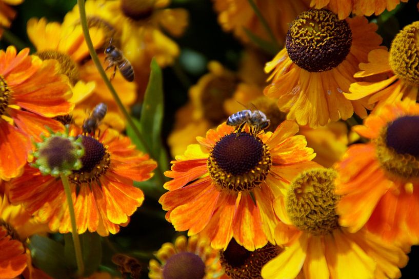 Couleur jaune orangé peuplé d'abeilles par wil spijker