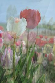 Abstracte fotografie | Fine-Art Nature |  Een tulpenveld vol verwachtingen van Art. by Janine
