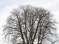 Baum