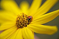 Macro photography