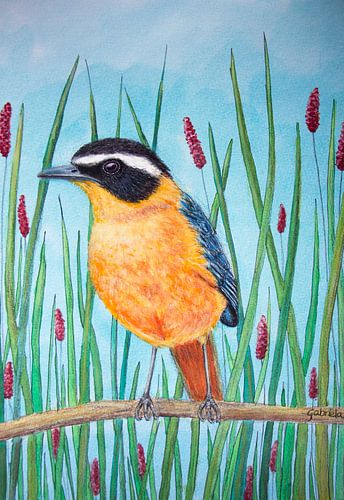 Weißbrauenlacher, Vogel gelb und blau von Gabriela Brakenhoff