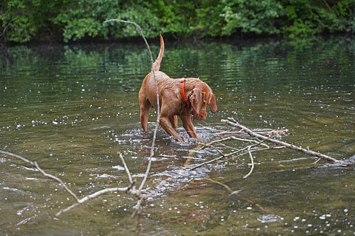Waterspelletjes aan het meer met een Magyar Vizsla draadhaar .