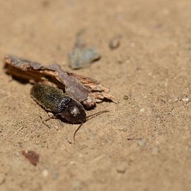 Einsamer Käfer von Justin Reddering