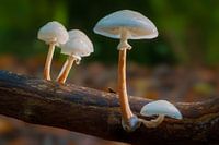 Champignon de porcelaine