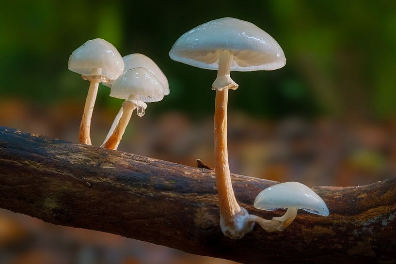 Porcelain fungus by Bram de Jong