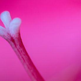 Amaryllis sur Evelyne Renske