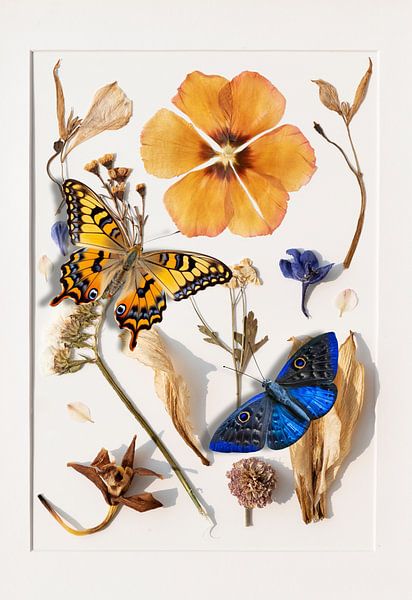 Nature Collected by Marja van den Hurk