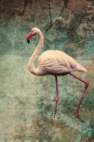 flamant rose