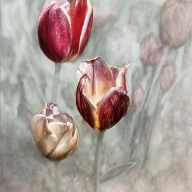 Frail beauty van Gilbert Claes