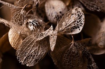 Squelette de feuille d'hortensia sur Dani'el Van den Berg