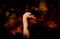 Portrait of swan with autumn leaves