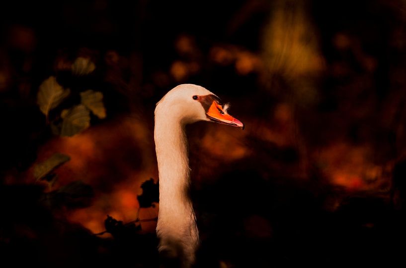 Portrait of swan with autumn leaves by DayDreamZ