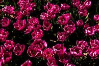Close-up van een tulpenveld in bloei 2 van Percy's fotografie thumbnail