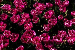Gros plan d'un champ de tulipes en fleurs 2