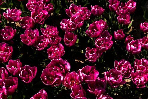 Close-up of a tulip field in bloom 2