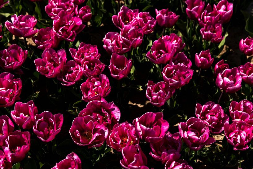 Close-up van een tulpenveld in bloei 2 van Percy's fotografie