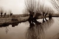 Weiden im Polder