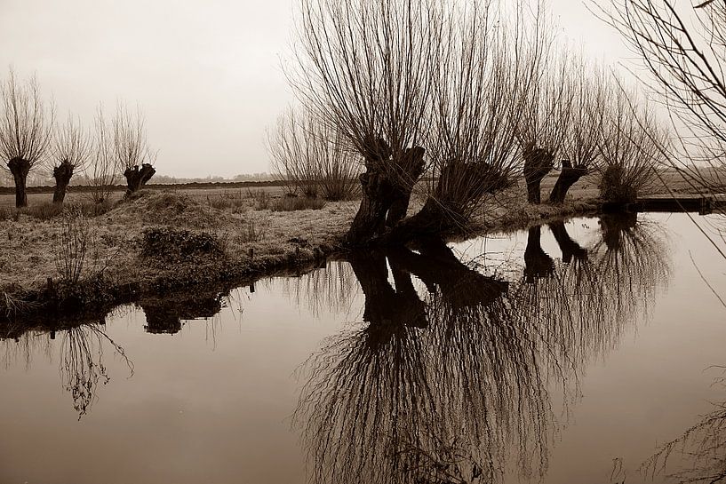 willows in the polder by joyce kool