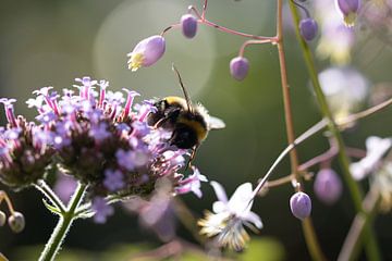 Gardens whispers Bumble bee van Foto Studio Lyn Labie