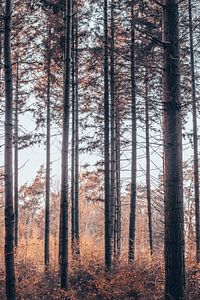 De belles couleurs dans la forêt