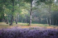 Birken in der blühenden Hilversumer Heide | Landschaftsfotografie | Wald im Sommer