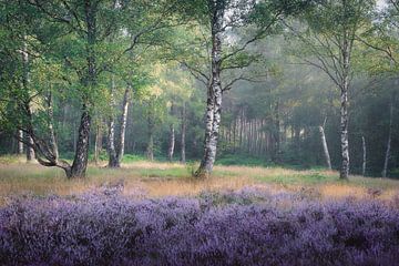 Birken in der blühenden Hilversumer Heide | Landschaftsfotografie | Wald im Sommer von Marijn Alons