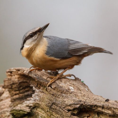 The Eurasian nuthatch