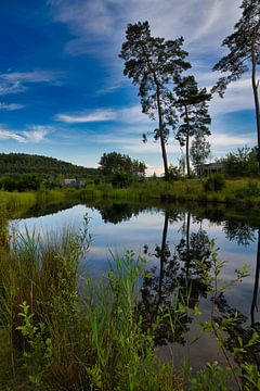 reflet arbres dans l'eau et nuages