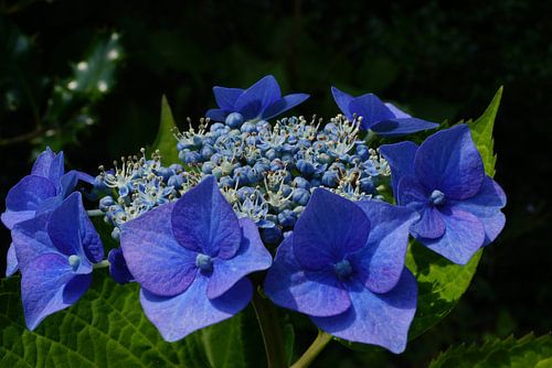 Blauwe hortensia